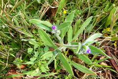 Anchusa aggregata