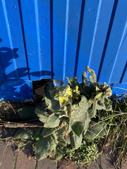 Verbascum thapsus
