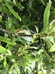 Myrsine salicina