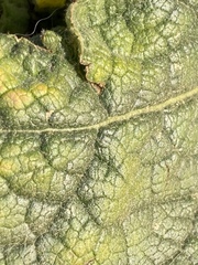Verbascum thapsus