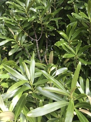Myrsine salicina