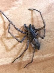Tomopisthes horrendus