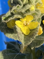 Verbascum thapsus