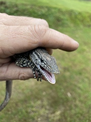 Varanus scalaris