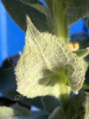 Verbascum thapsus