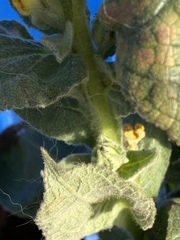 Verbascum thapsus