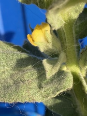 Verbascum thapsus