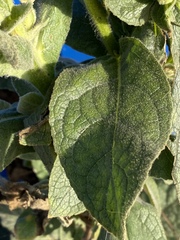 Verbascum thapsus