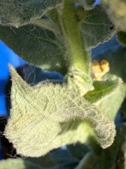 Verbascum thapsus