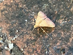 Endotricha pyrosalis