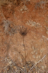 Visnaga daucoides