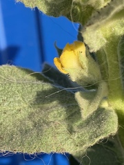 Verbascum thapsus