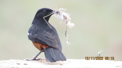 Thamnolaea cinnamomeiventris