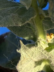 Verbascum thapsus
