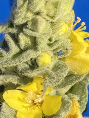 Verbascum thapsus