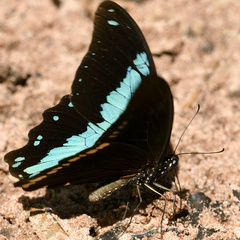 Papilio chrapkowskoides