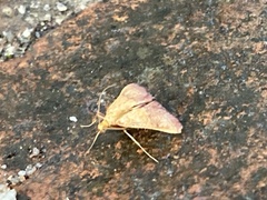 Endotricha pyrosalis