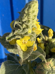 Verbascum thapsus