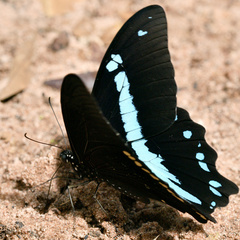 Papilio nireus