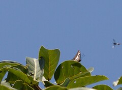 Charaxes druceanus druceanus