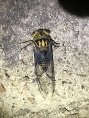 Macrotristria godingi