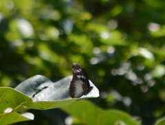 Pseudacraea lucretia