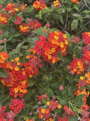 Lantana camara