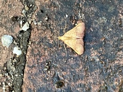 Endotricha pyrosalis