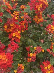 Lantana camara
