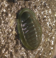 Chiton glaucus