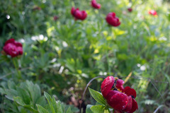 Paeonia mascula
