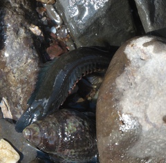 Acanthoclinus fuscus