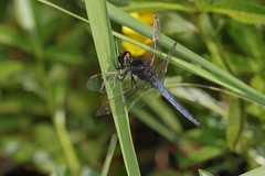 Crocothemis nigrifrons