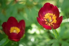 Paeonia mascula