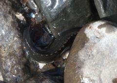 Acanthoclinus fuscus