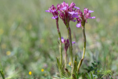 Anacamptis papilionacea papilionacea