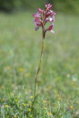 Anacamptis papilionacea papilionacea