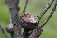 Protea subvestita