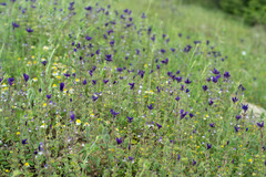 Salvia viridis