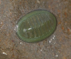 Chiton glaucus