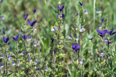 Salvia viridis
