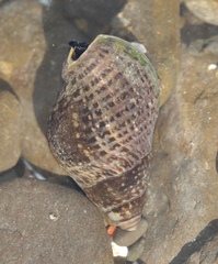 Cominella maculosa
