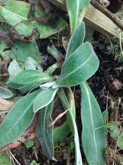 Centaurea