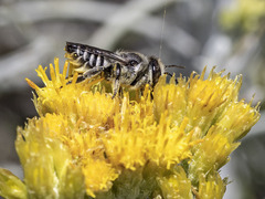 Megachile canariensis