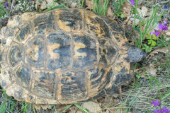 Testudo graeca