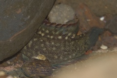 Acanthoclinus fuscus