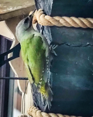 Picus canus