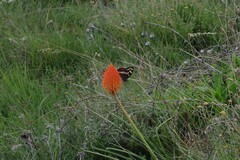 Aeropetes tulbaghia