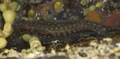 Acanthoclinus fuscus