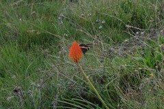 Aeropetes tulbaghia